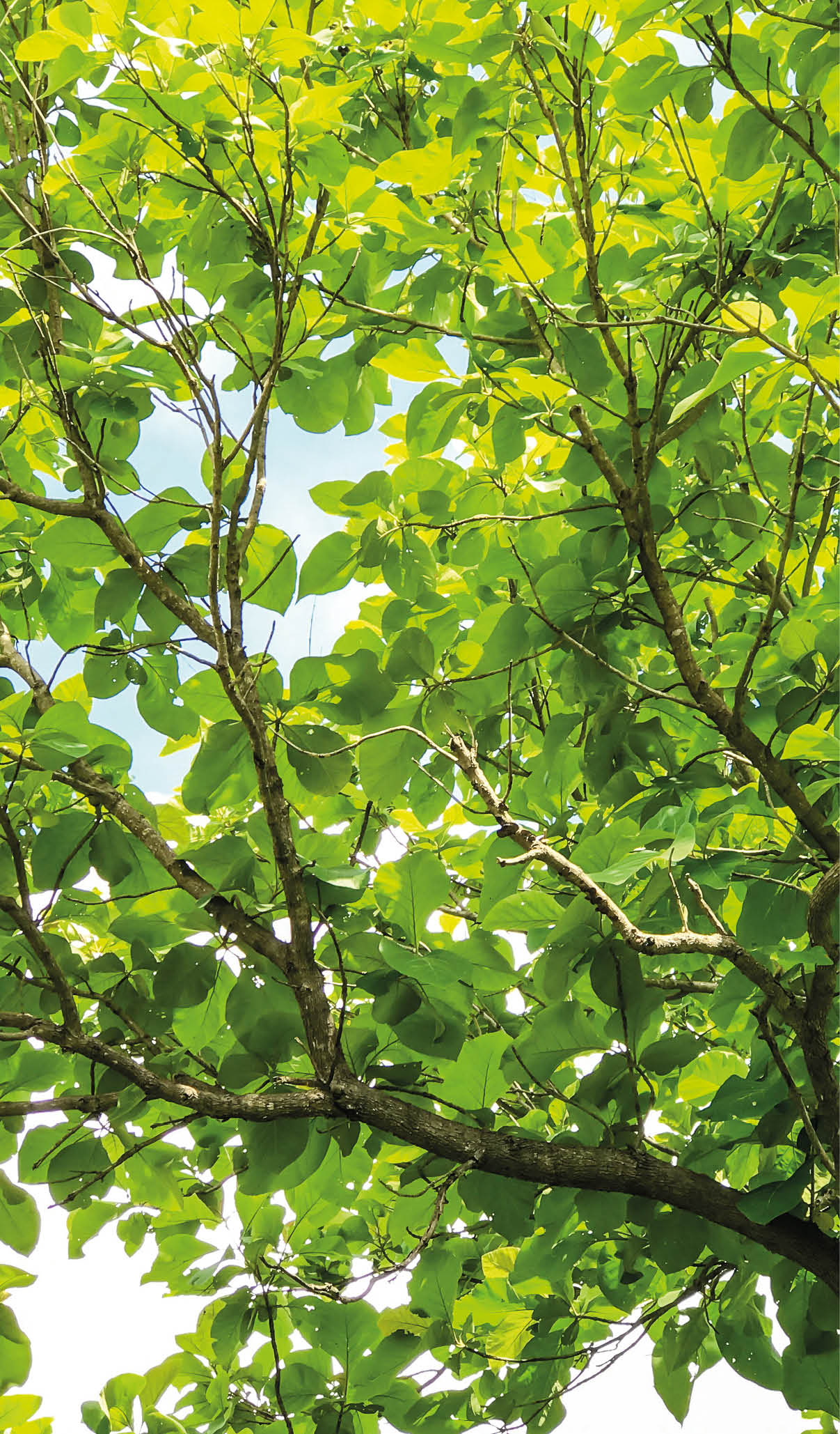 green trees background in forest; Shutterstock ID 667506718; purchase_order: -; job: -; client: -; other: -